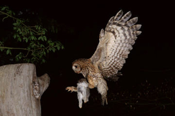 Tawny Owl © Andy Harmer