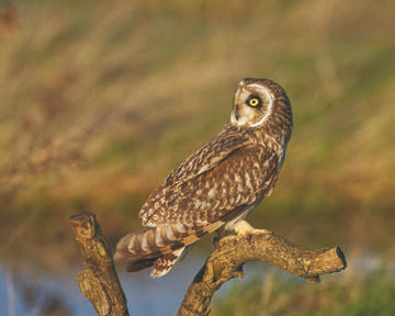 Short-eared Owl © Richard Steel