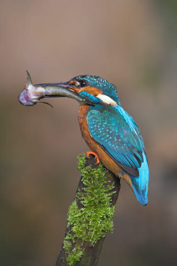 Kingfisher © Simon Booth