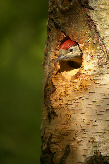Great Spotted Woodpecker © Carolyn Chase