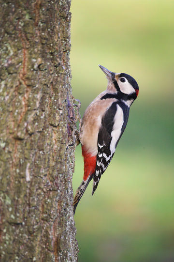 Great Spotted Woodpecker © Simon Booth