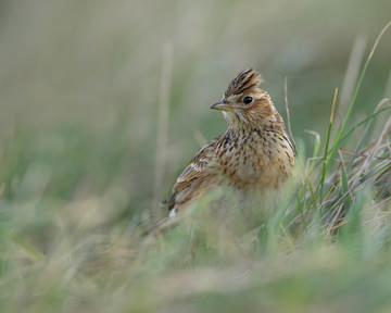 Skylark © Richard Steel