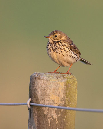 Meadow Pipit © Richard Steel