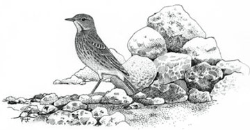 Rock Pipit © Phil Jones Rock Pipit © Phil Jones