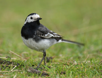 Pied Wagtail © Sue & Andy Tranter