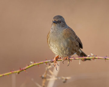 Dunnock © Richard Steel