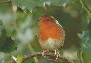 Robin © Steve Round