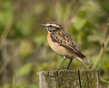 Whinchat © Sue & Andy Tranter