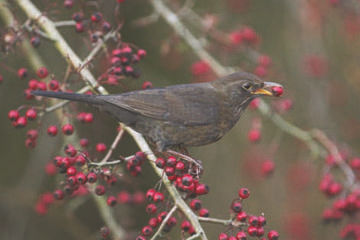Blackbird © Simon Booth