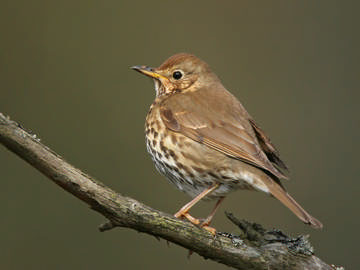 Song Thrush © Steve Round