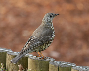 Mistle Thrush © Richard Steel