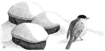 Blackcap © Andrew Mart