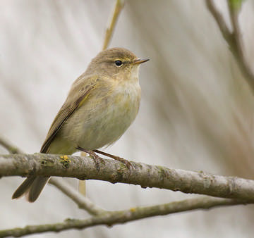 Chiffchaff © Sue & Andy Tranter