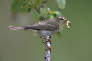 Willow Warbler © Simon Booth
