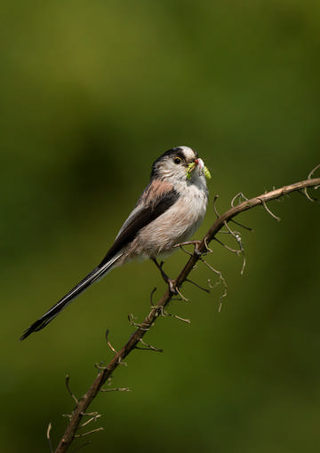 Long-tailed Tit © Sue & Andy Tranter