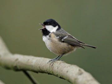 Image result for coal tit
