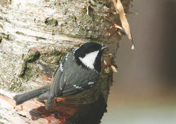 Coal Tit © Sheila Blamire