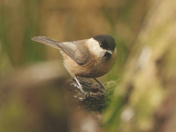 Willow Tit © Steve Round