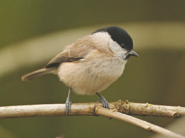 Marsh Tit © Steve Round
