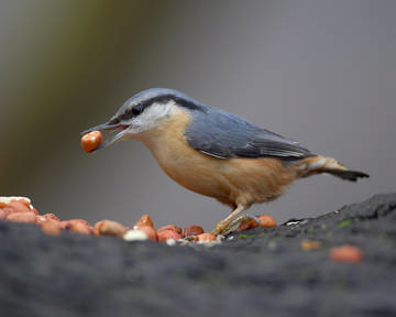 Nuthatch © Richard Steel