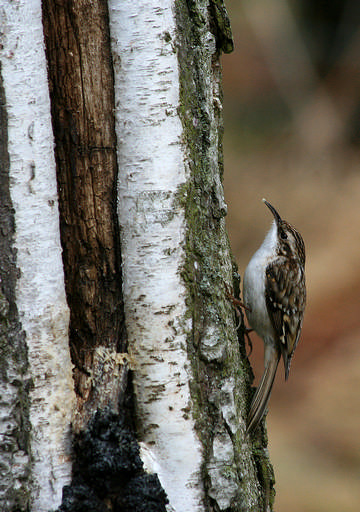 Treecreeper © Sheila Bamire