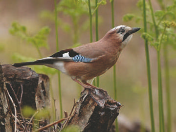 Jay © Steve Round