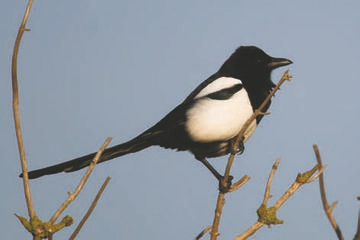 Magpie © Simon Booth