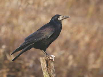 The Rooks (Corvus frugilegus) Information
