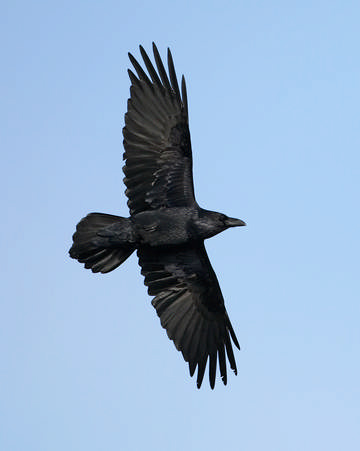 Raven © Richard Steel Raven © Richard Steel