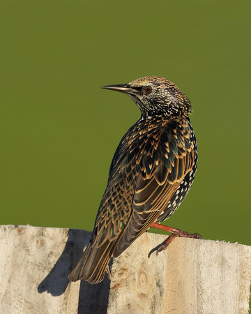Starling © Richard Steel