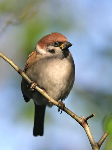 Tree Sparrow © Steve Round