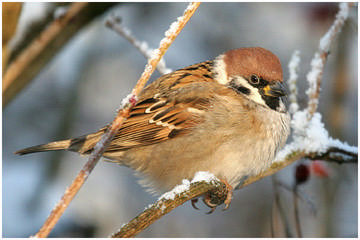 Tree Sparrow © David Tolliday
