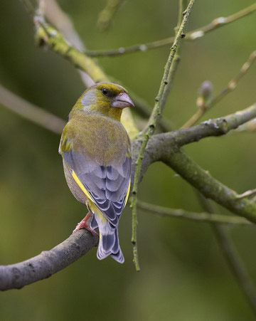Greenfinch © Richard Steel