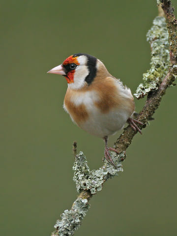Goldfinch © Steve Round