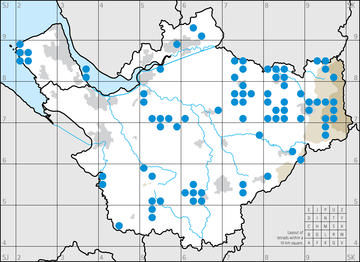 Siskin in winter 2004/05.