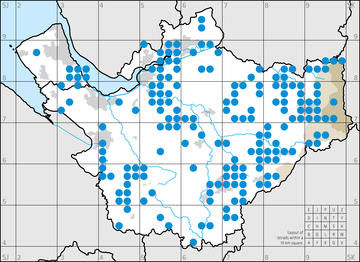 Siskin in winter 2005/06.