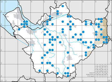 Siskin in winter 2006/07.