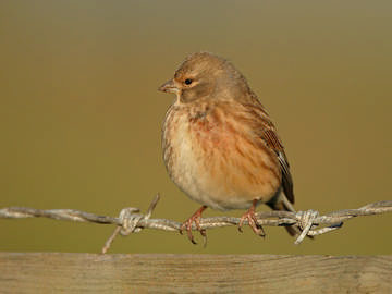 Linnet © Steve Round