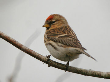 Lesser Redpoll © Steve Round