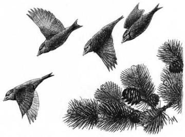 Crossbill © Andrew Mart