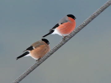 Bullfinch © Steve Round
