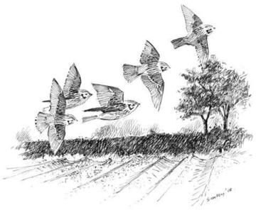 Yellowhammers © Ray Scally