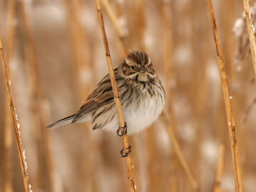 Reed Bunting © Steve Round