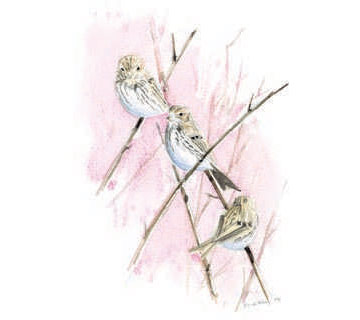 Corn Bunting © Ray Scally